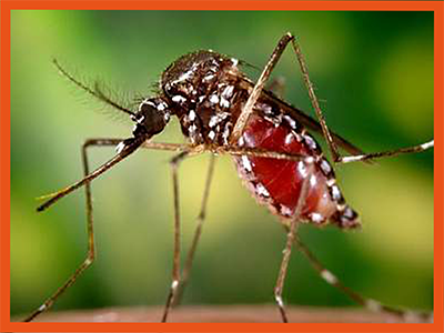 Major disease causing Mosquito identification
